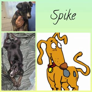 Spike