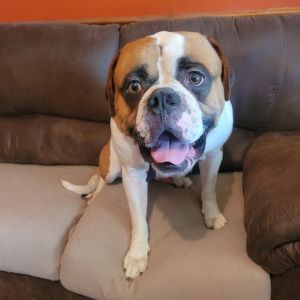 Murphy, Adult Male unknown
