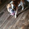 Murphy photo 2