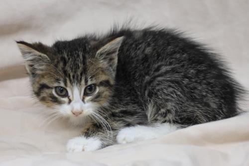 Annie, an adoptable Domestic Short Hair in Thief River Falls, MN, 56701 | Photo Image 1
