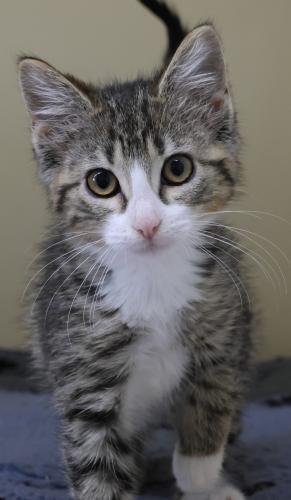 Annie, an adoptable Domestic Short Hair in Thief River Falls, MN, 56701 | Photo Image 2