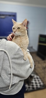 Milo, Adult Male unknown