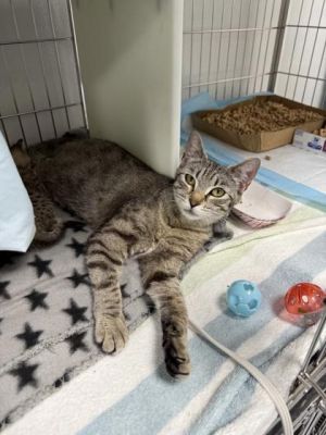 Jacqueline 844-25 Domestic Short Hair Cat