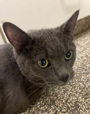 Ravioli, Adult Male unknown
