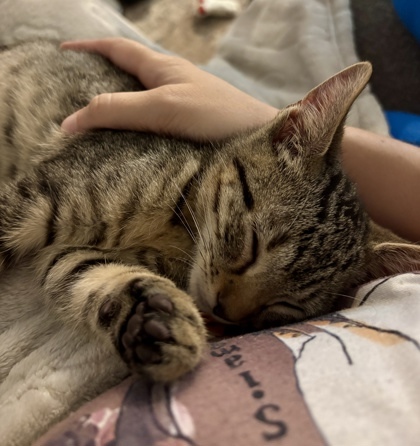 Gus (pre adopt)