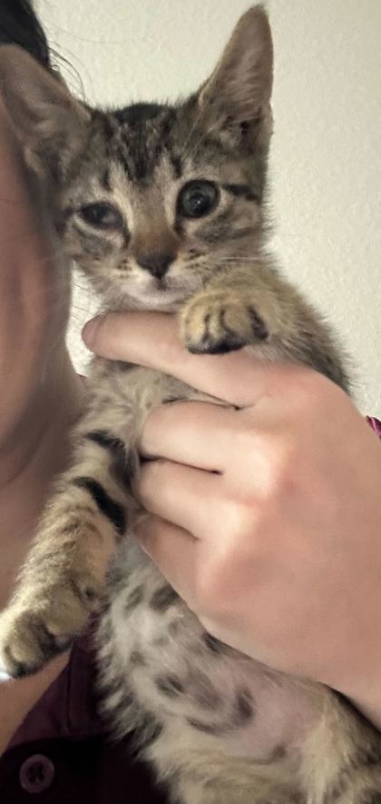 Gus (pre adopt)