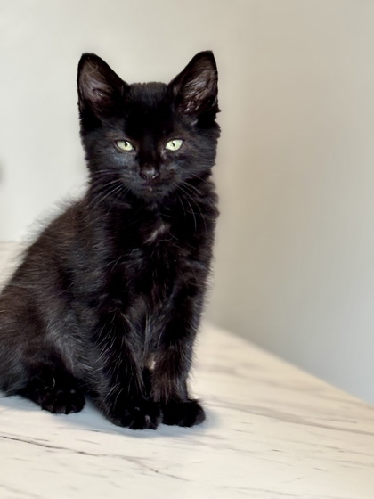 Betty (pre adopt)