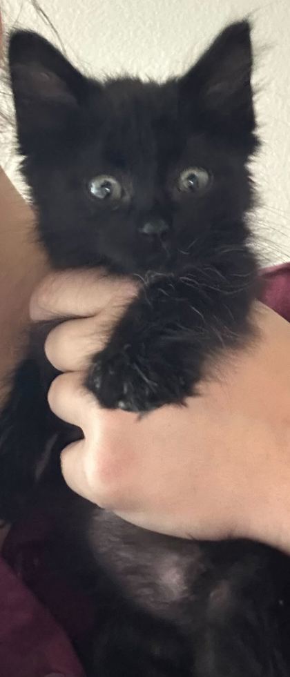 Betty (pre adopt)
