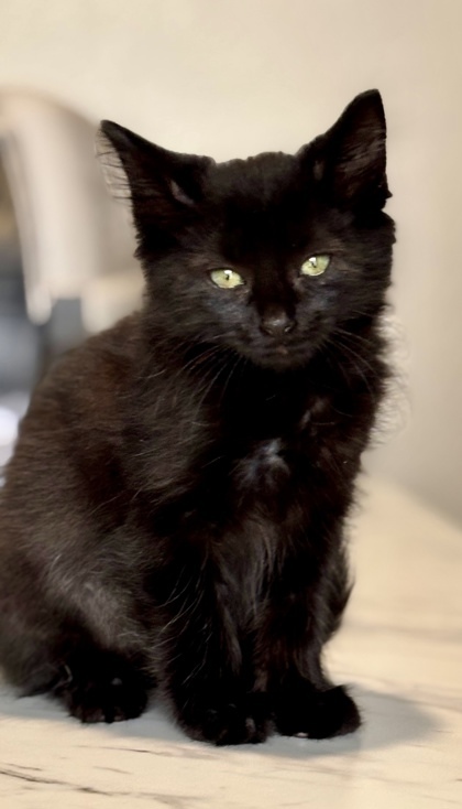 Betty (pre adopt)