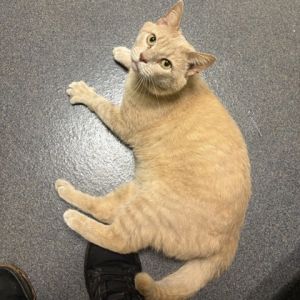 French Fry, Adult Male unknown