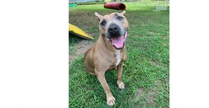 Roxie, Adult Female unknown