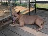 Roxie photo 3