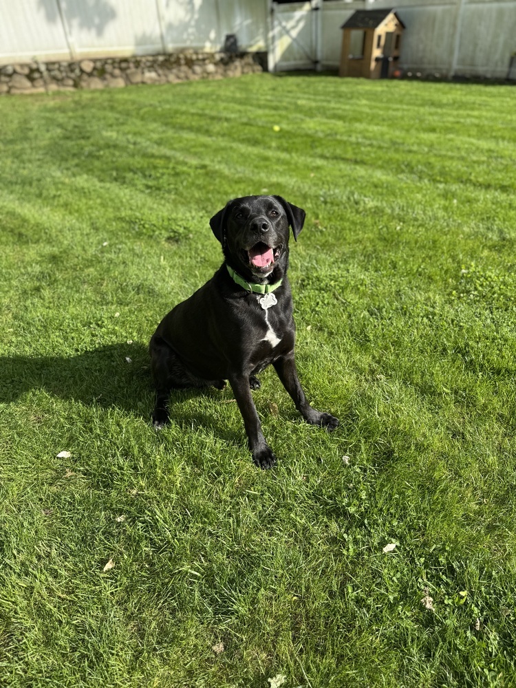 Angus **Courtesy Post **