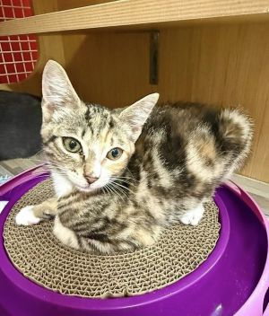 Kitten: Una *Featured at the Petco in Columbia, MD* BONDED with Momma Katie, Baby Female unknown