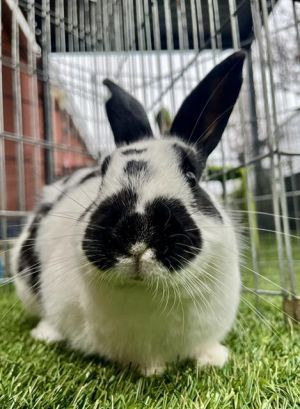SHMOO Bunny Rabbit Rabbit