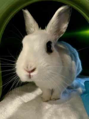 Despite his name Lime is anything but tart This sweet bun is petite and ready to meet his forever 