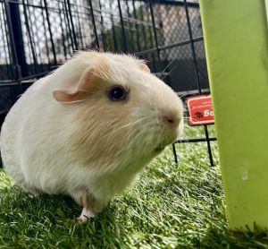 Sweetheart Coffee and Snowball are a dapper trio of piggy gents They came to the shelter together