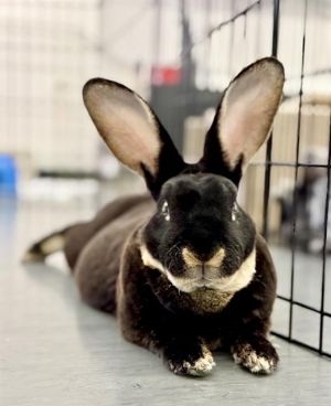 JACKO Bunny Rabbit Rabbit
