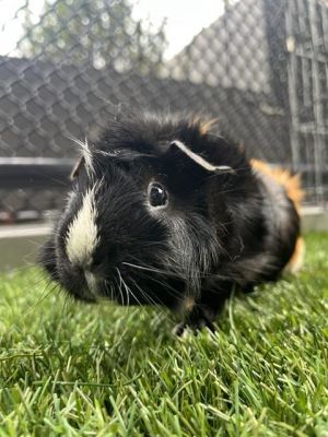 BUCATINI Guinea Pig Small & Furry