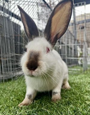 Meet Piper a darling young lady whos ready for her forever home She was found under a car and we