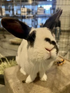 BRITE Bunny Rabbit Rabbit