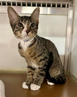 BABY Domestic Short Hair Cat