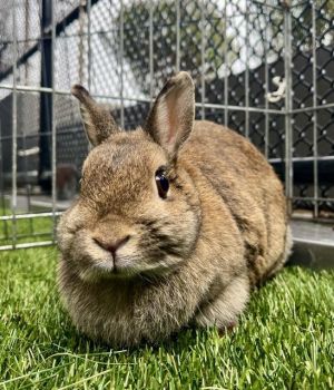 Cinabun is a sweet petite treat of a bun Her coat is warm cinnamon perfection ready for petting an