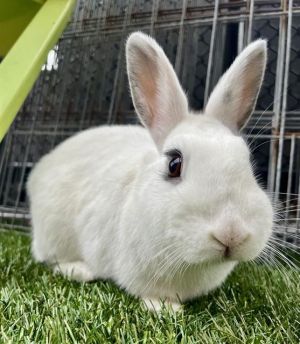 LEMON Bunny Rabbit Rabbit
