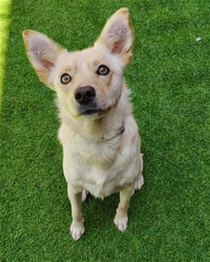 Everybody loves Lucy This fun-loving gal is confident eager and so very clever Lucy is highly fo