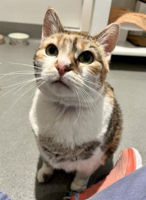 BUBBLEZ Domestic Short Hair Cat