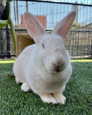 LADY DAVE Bunny Rabbit Rabbit