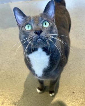 DAWN Domestic Medium Hair Cat