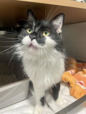 SOCKS, Adult Female unknown