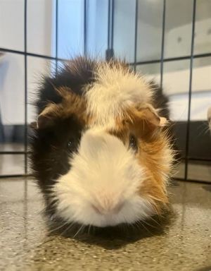 SWEETHEART Guinea Pig Small & Furry