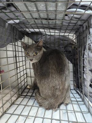ASHER, Adult Female unknown