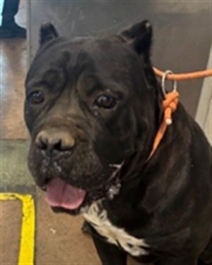 KILO, Adult Male unknown
