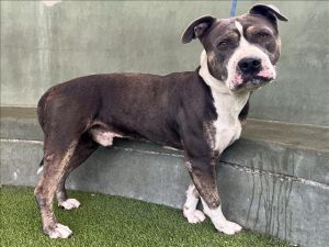 MAX, Adult Male unknown