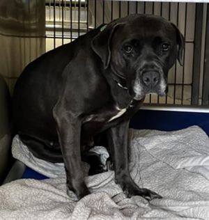 LUNA, Adult Female unknown