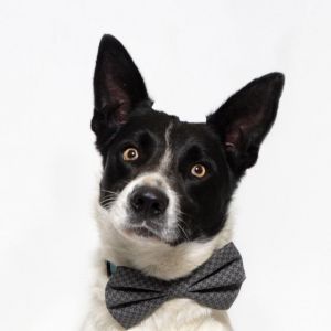 PRANCER, Adult Male unknown