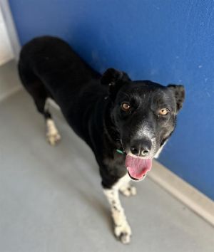 A247487, Adult Female unknown