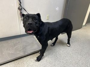 A247608, Adult Female unknown
