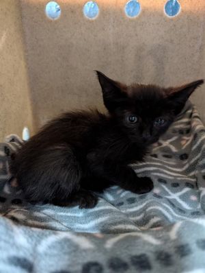 A5711952 Domestic Short Hair Cat