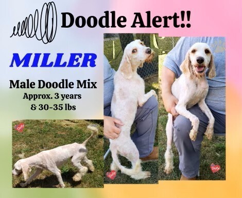 Miller