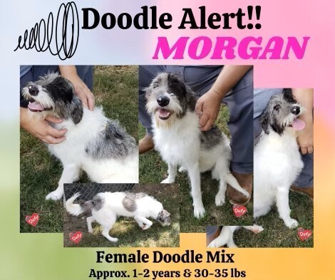 Morgan