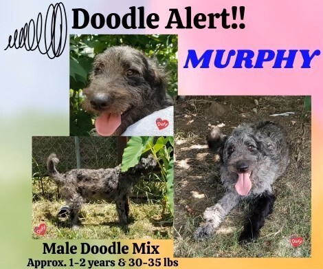 Murphy