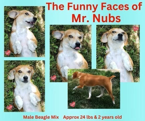 Nubs