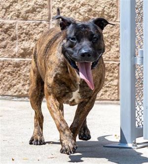BELLA, Adult Female unknown