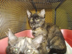ANGEL* Domestic Short Hair Cat