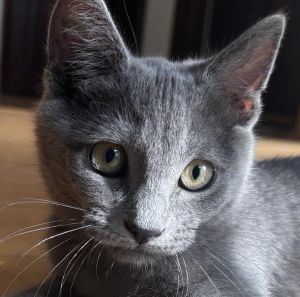 SHADOW Domestic Short Hair Cat