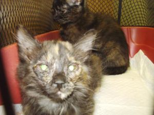 SPARKS* Domestic Short Hair Cat